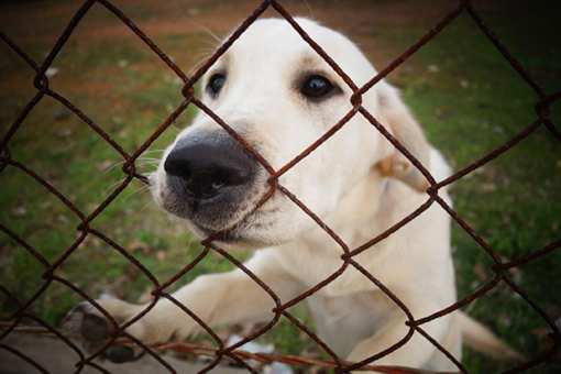 The 10 Best Dog Kennels in Michigan!